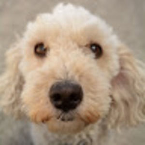 Meet your Posher, Oliver